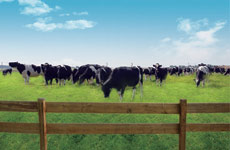 正在晒太阳的小牛犊