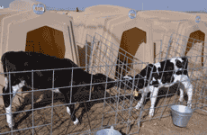 犊牛也重视姐妹情谊