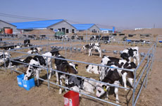 同龄牛圈在一起生活