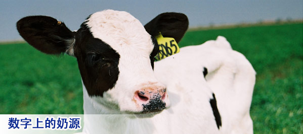 数字上的奶源