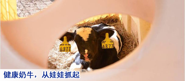 健康奶牛，从娃娃抓起