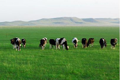 伊利牵手辉山 产业链上游的"合纵连横"
