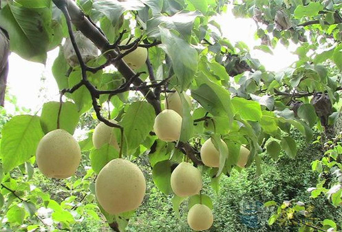 阳信鸭梨