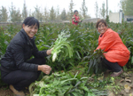郯城：莴苣喜丰收 菜农笑开怀
