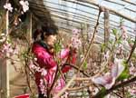 吐鲁番大棚桃花盛开