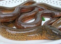 黄鳝为何又粗又大？专家：与避孕药无关