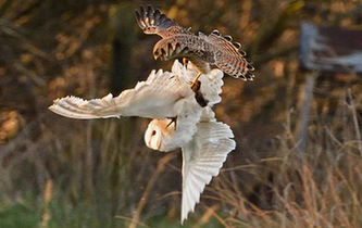 红隼与仓鸮为夺美食上演&ldquo;空中大战&rdquo;