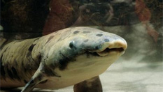 世界最长寿鱼在美水族馆离世
