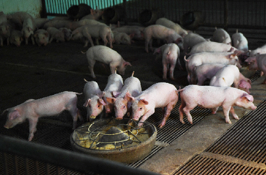 猪肉价格连续7周回落 养猪的怎么办？