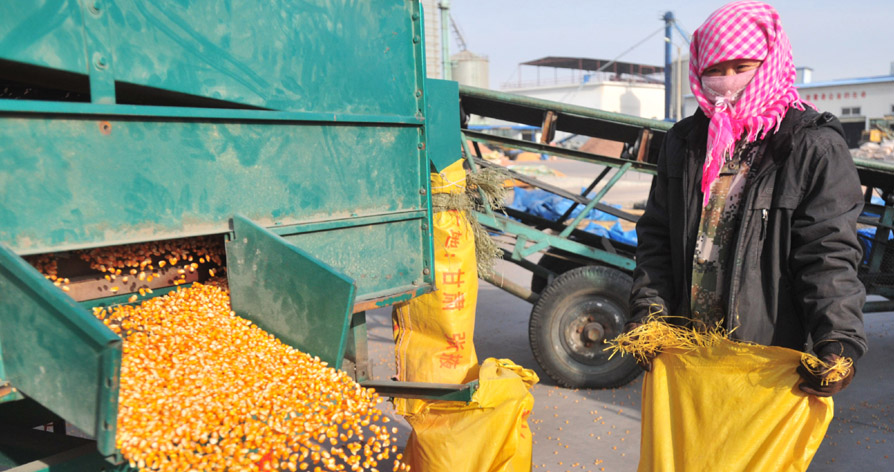 小小玉米粒走俏大江南北