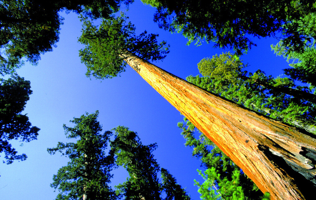 国平:在主动适应新常态中开启未来