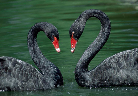 海康威视“黑天鹅”惊魂两天