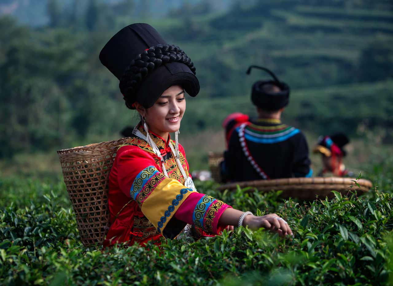 《采茶姑娘》 李治忆/摄