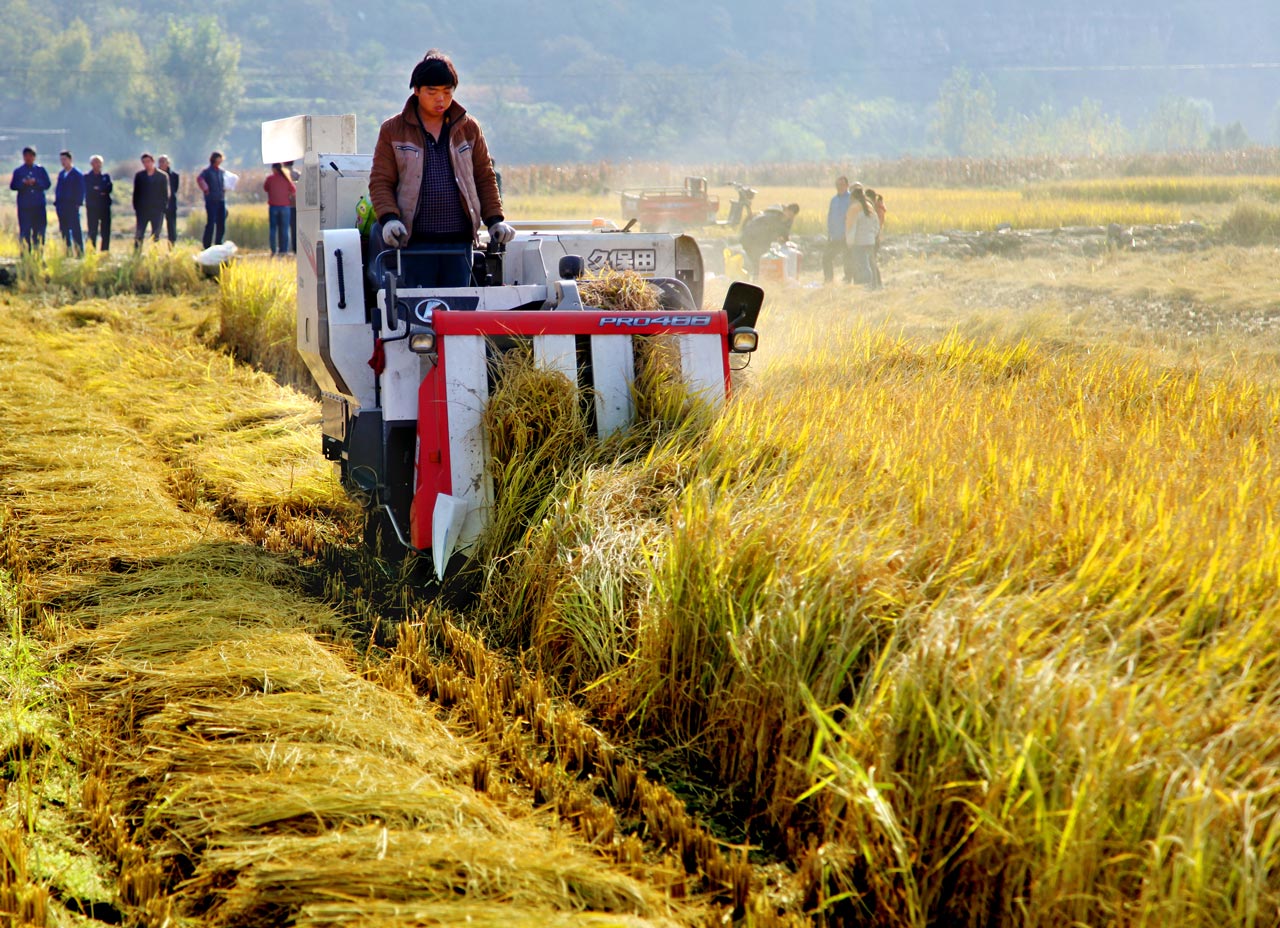 《金色的收获》 孙艳俊/摄
