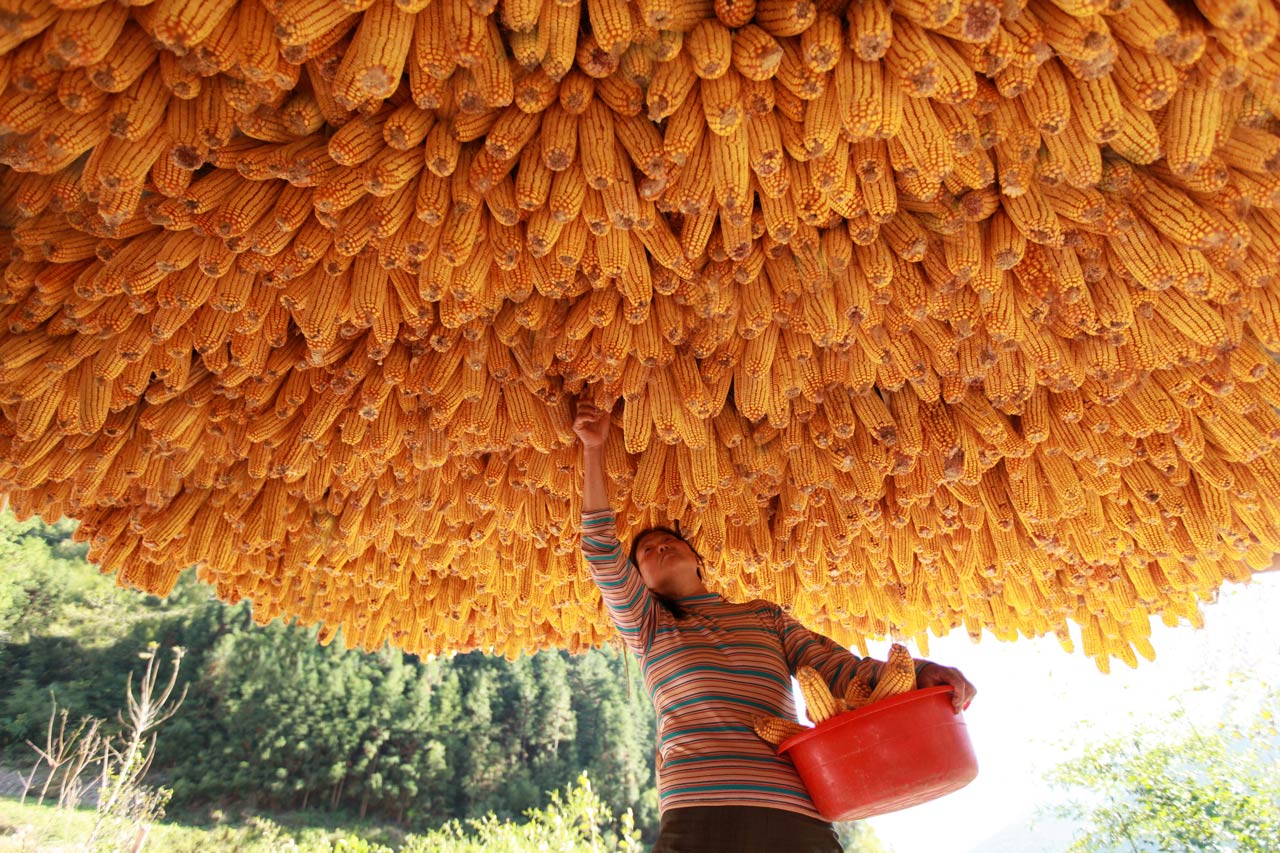 《晒秋》 章磊/摄