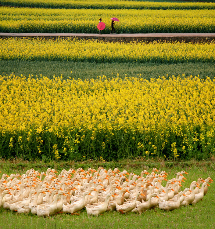 《牧春》 谢晓辉/摄