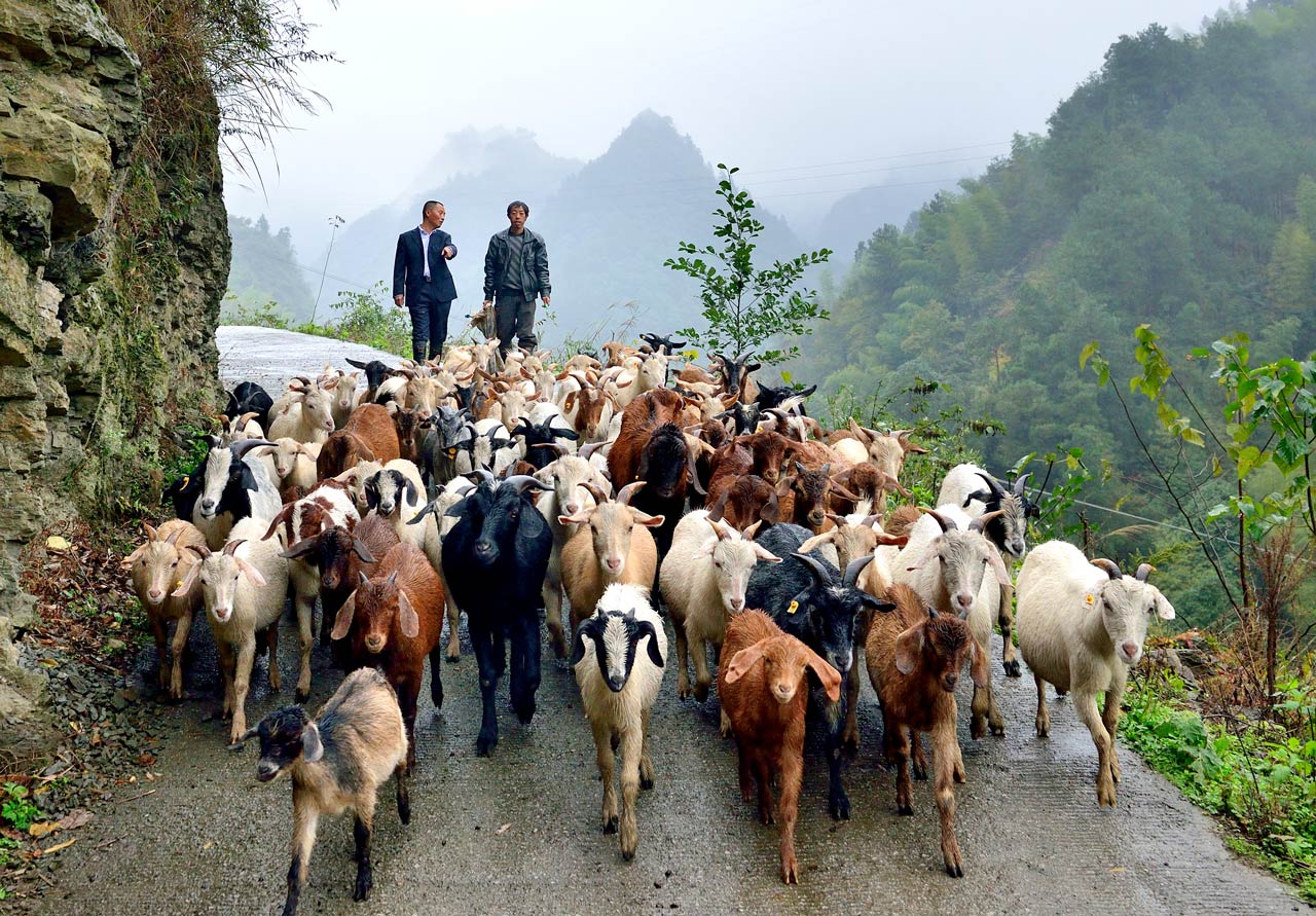 《山路话山羊》 唐磊/摄