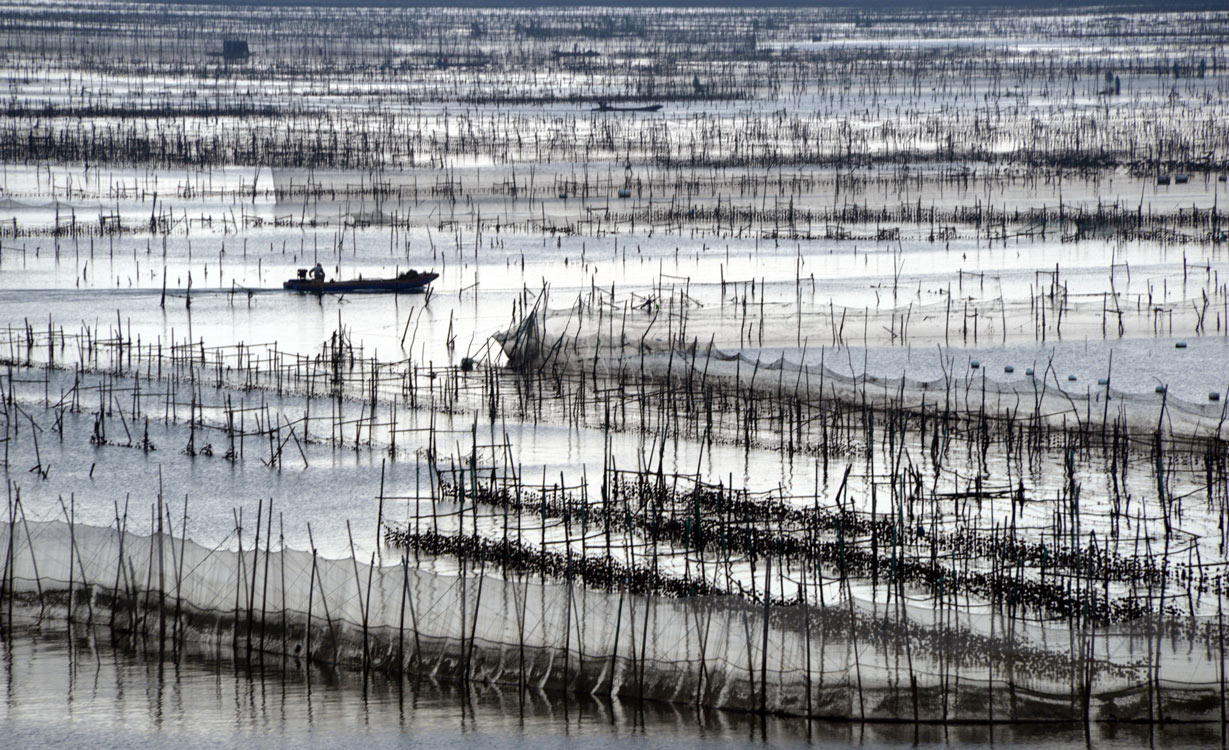 《海上牧场》 郑敏佳/摄