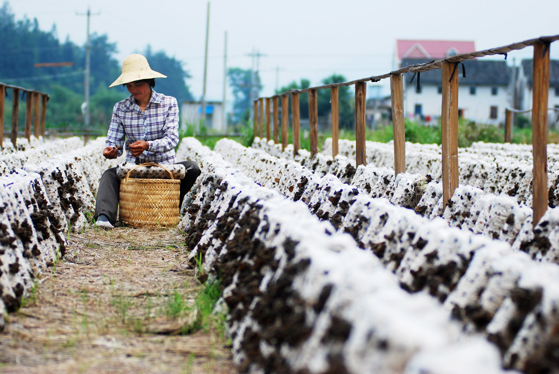 《山区农民富起来》 李鑫/摄