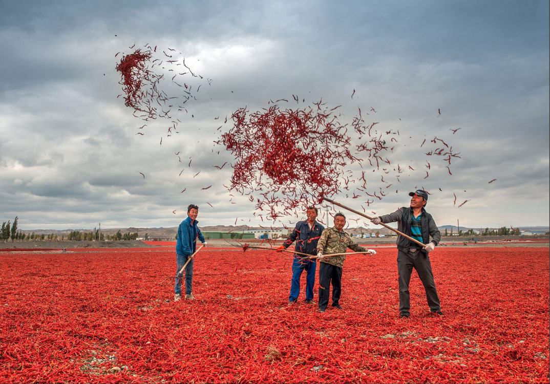 《大丰收》 吴光庆/摄