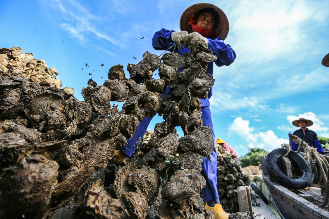 《大蚝丰收了》 王芳/摄