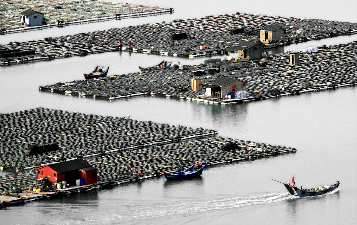 《海上田园》 林尚旺/摄