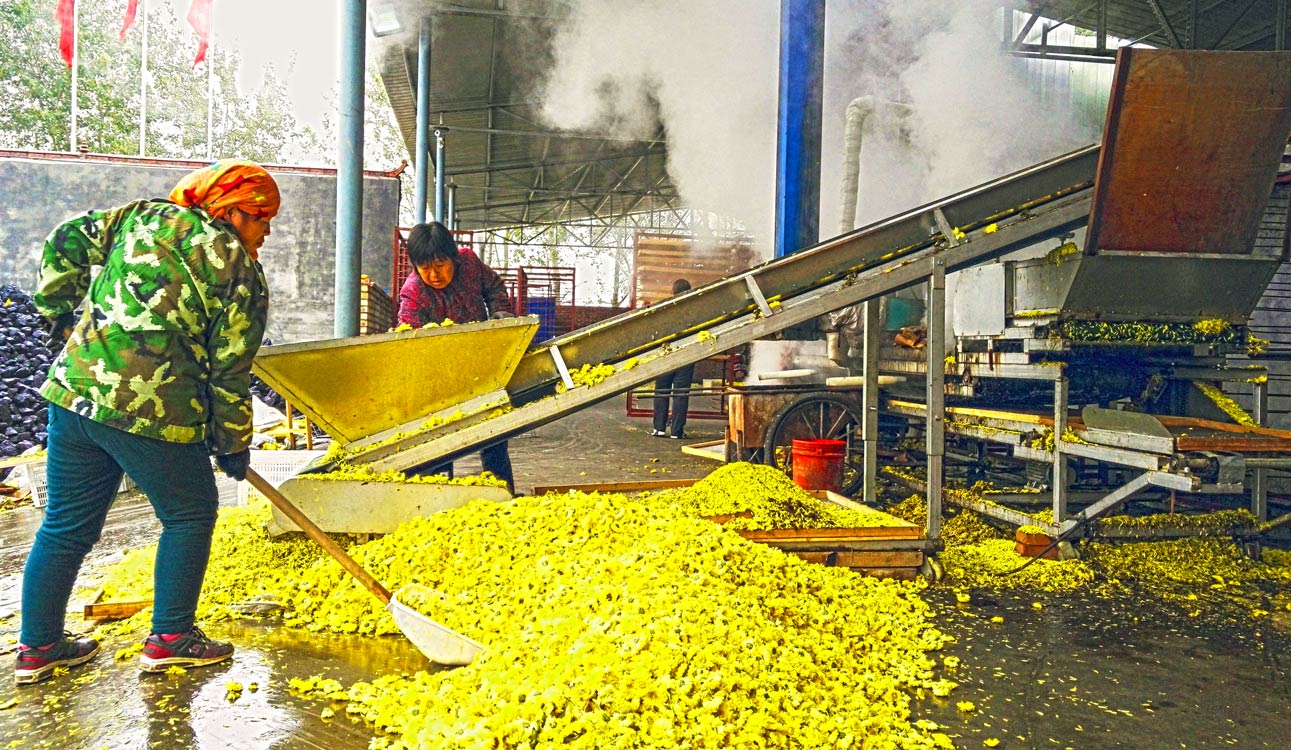 《黄菊茶生》 张帆/摄