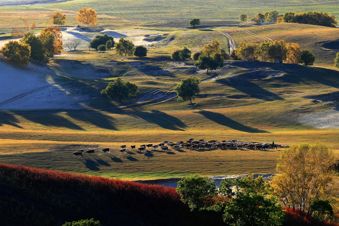 《草肥牛壮》 陈庆林/摄