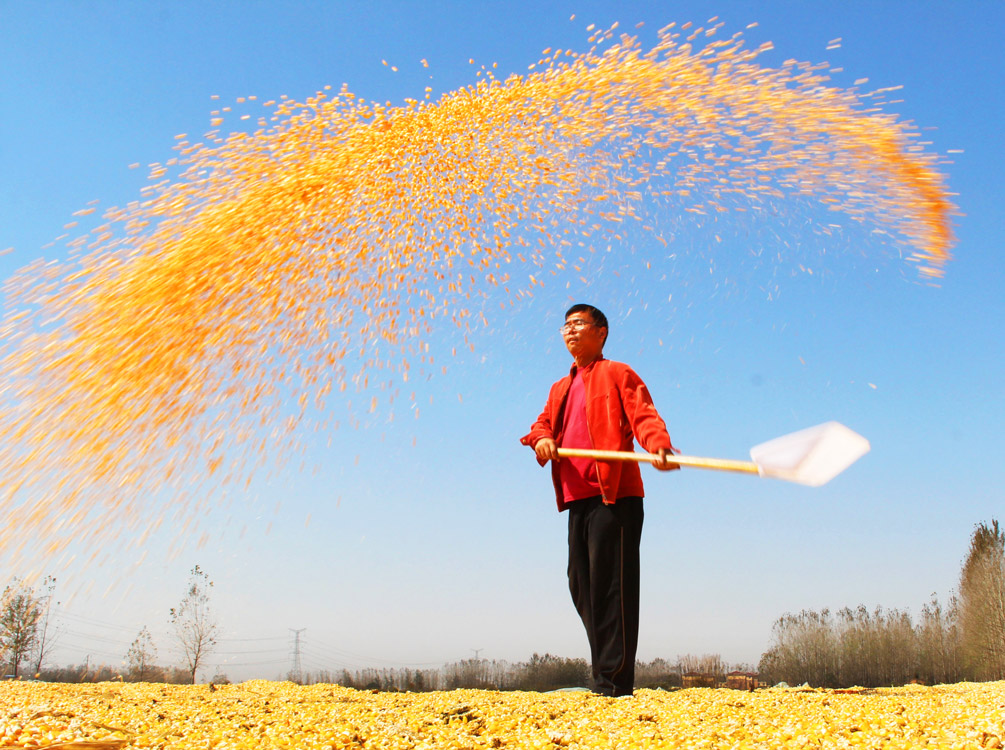 《天晴好晒秋》 王高超/摄