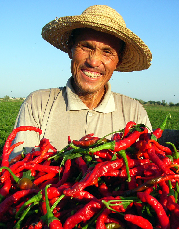 《辣椒丰收》 王苏军/摄