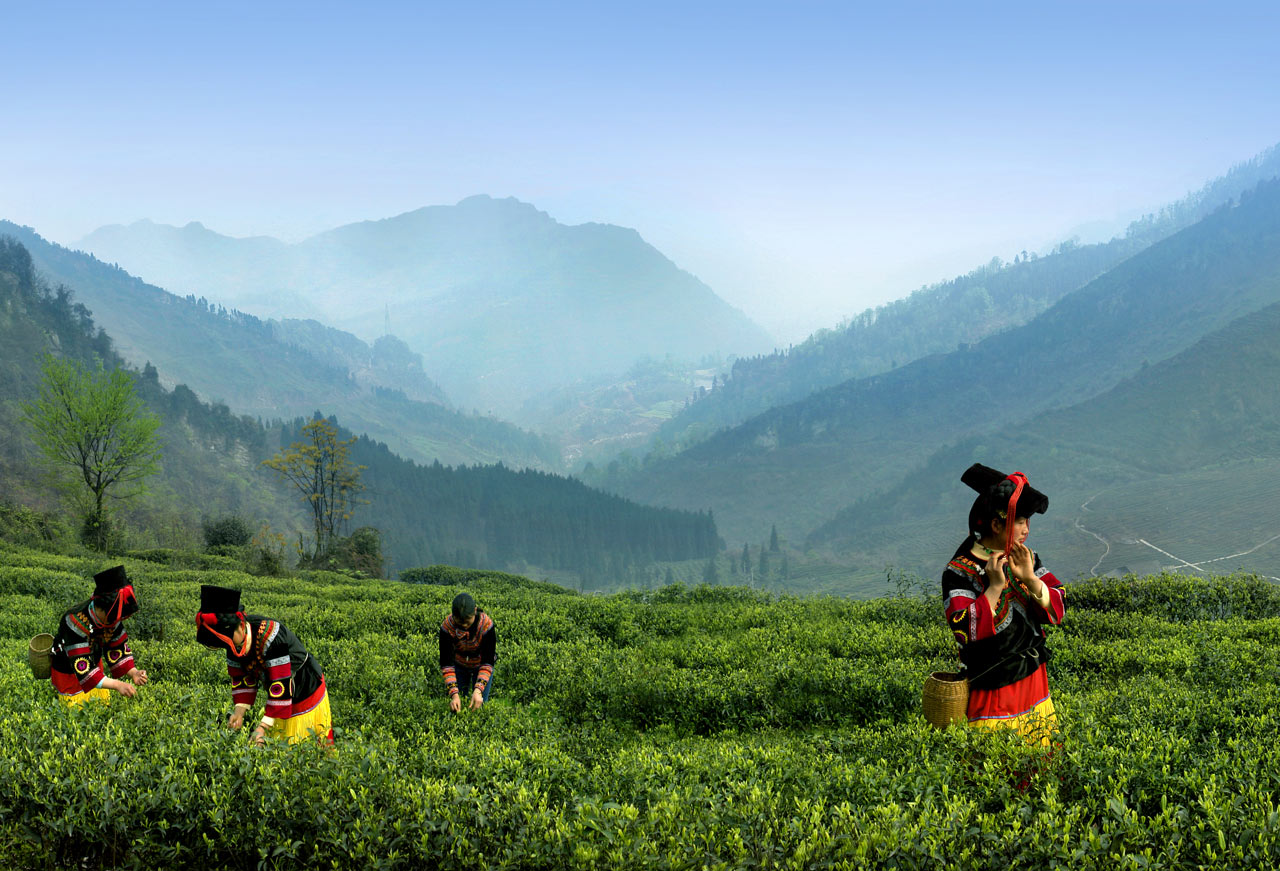 《彝家新茶绿满山》 贺建平/摄