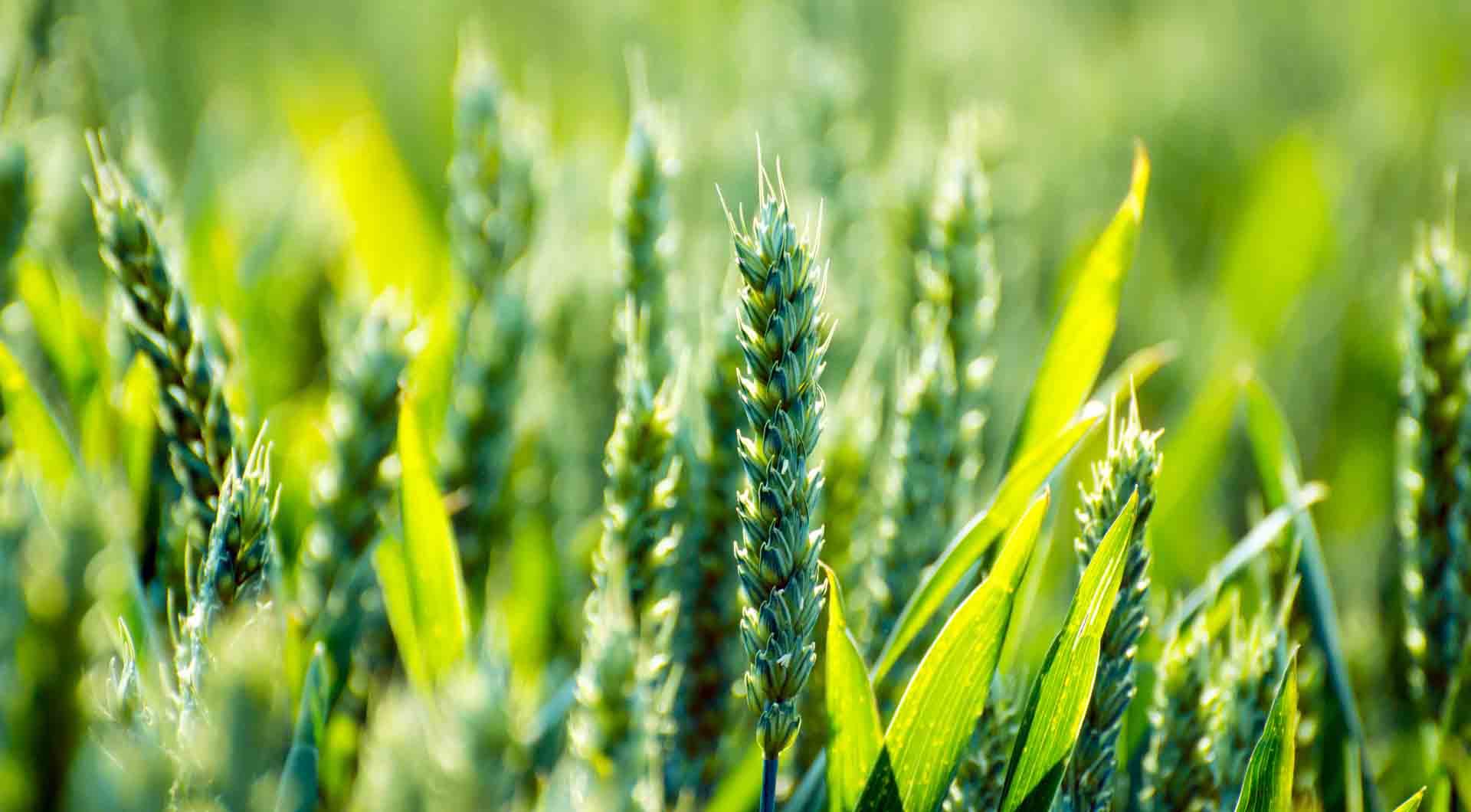 中央农村工作会议在京召开