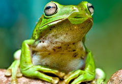 暴利引诱中国企业家赶走&ldquo;青蛙&rdquo;