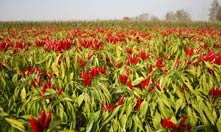 成立第二家特色支行&mdash;&mdash;王岗支行