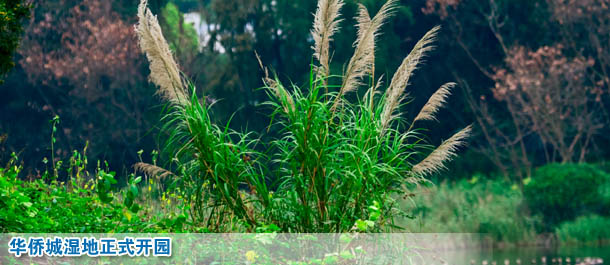 来华侨城看创意看湿地