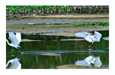 华侨城湿地正式开园