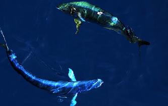 南海的&ldquo;鲯鰍之舞&rdquo;