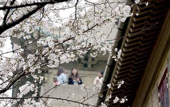 武漢大學櫻花初綻