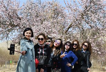 新疆吐鲁番：杏花怒放春来早
