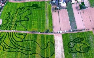 航拍黃土高原連綿油菜花勾勒&ldquo;嫦娥畫卷&rdquo;