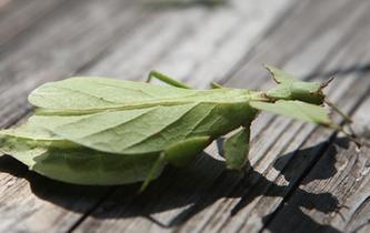雲南普洱現"會走路的樹葉" 專家:為珍稀竹節蟲
