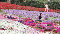 成都民眾端午賞花忙