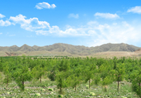 形成农林牧、生态湿地等非主营业务