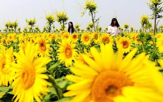 油葵花海醉遊人