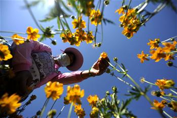 河北圍場金蓮花採摘忙