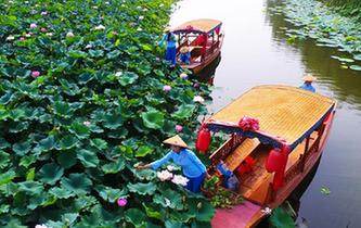 山東臺兒莊：賞花採蓮正當時