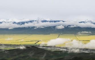 青海門源油菜花海引遊客