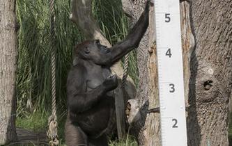 動物園裏的&ldquo;人口普查&rdquo;