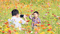 北京奧森波斯菊盛開 市民暢遊花海