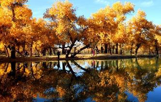 大美胡楊醉金秋